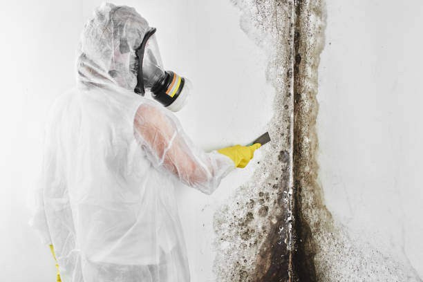 Best Attic Mold Remediation in Utica, OH