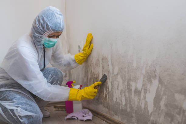 Best Black Mold Remediation in Utica, OH