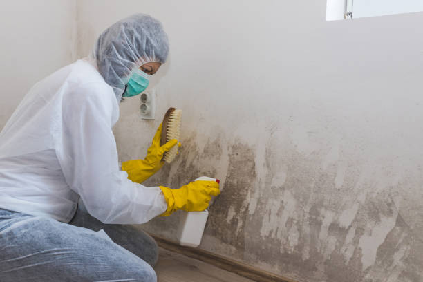 Best Insurance-Related Mold Remediation in Utica, OH
