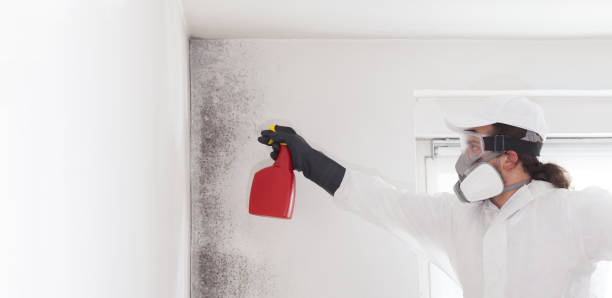 Best Insurance-Related Mold Remediation in Utica, OH