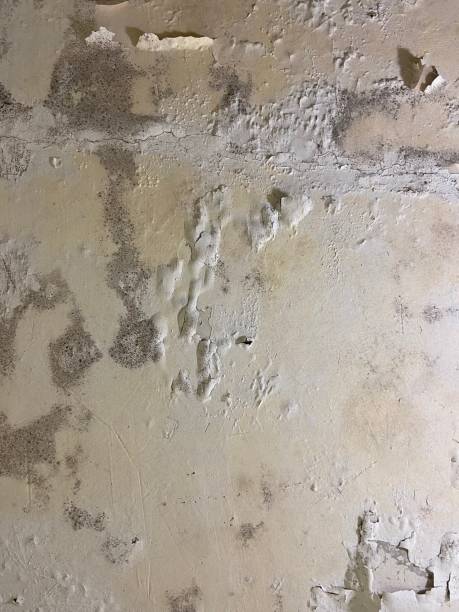 Best Mold Testing and Inspection Services in Utica, OH