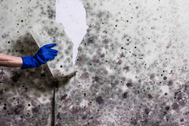 Best White Mold Remediation in Utica, OH
