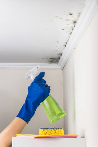 Best Residential Mold Remediation in Utica, OH