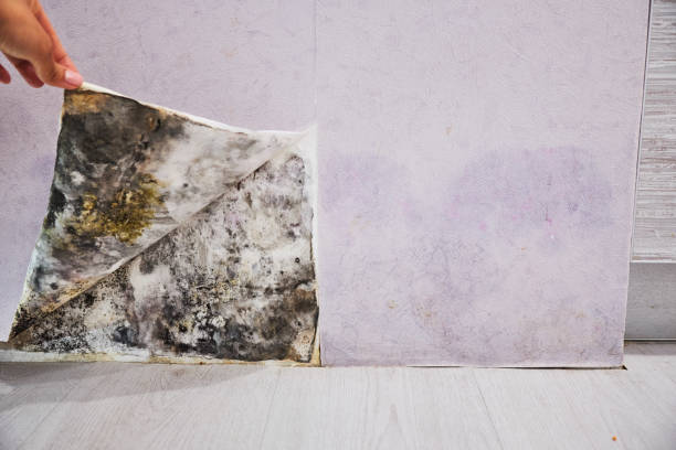 Professional Mold Remediation in Utica, OH